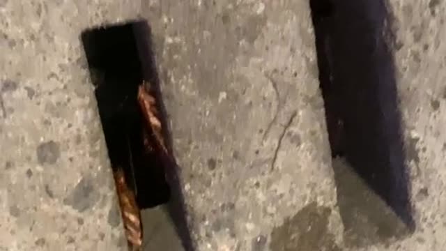The sewer mermaid.