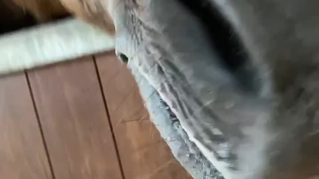 Supi wants to get out, but cannot