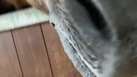 Supi wants to get out, but cannot