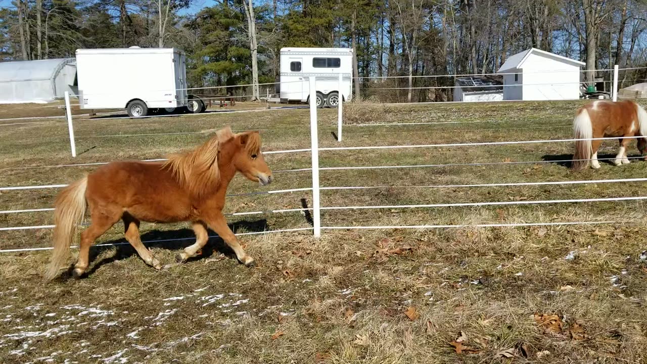 Snowball race