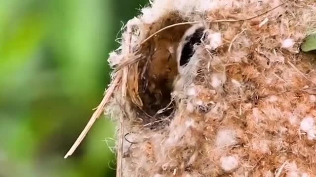 The white-crowned jungle sparrow builds its nest by wrapping it around the branches