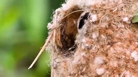 The white-crowned jungle sparrow builds its nest by wrapping it around the branches