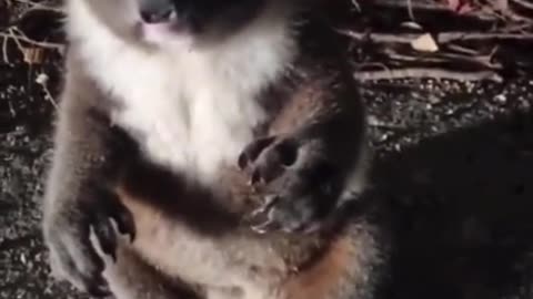 "Get off the road, Mate." Aussie finds a small Koala wandering the road at night...