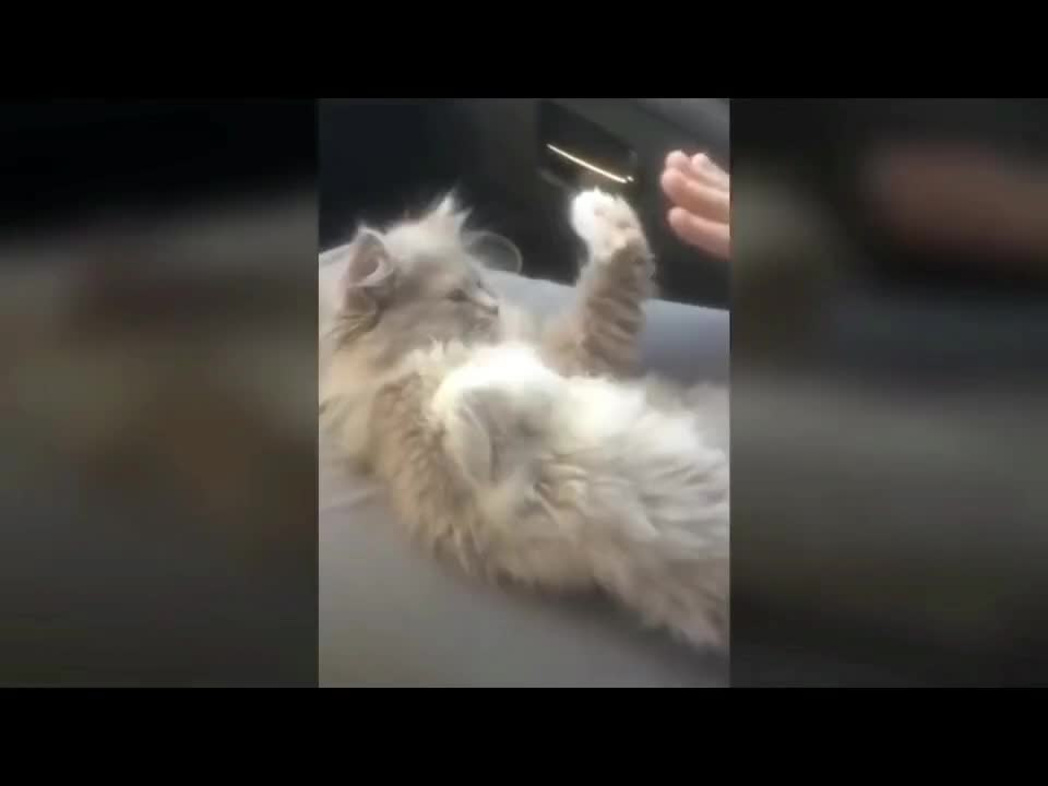funny cat
