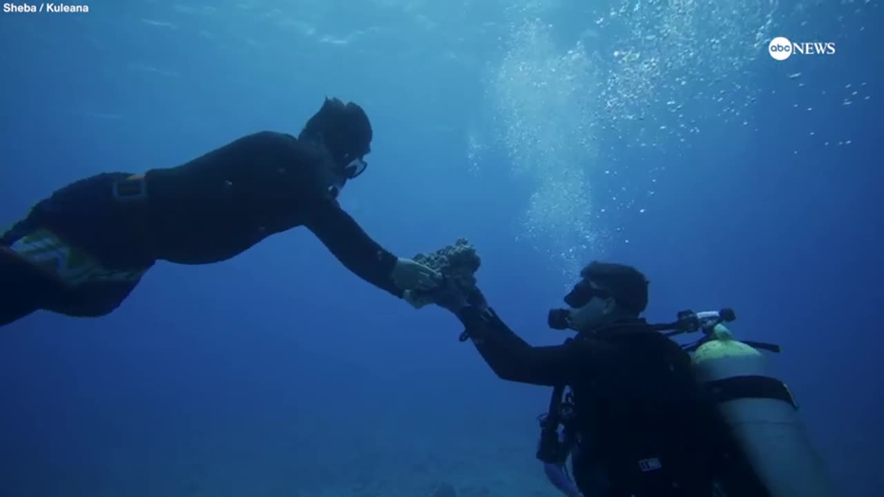 How indigenous communities are teaming up with scientists to conserve marine ecosystems ABC News