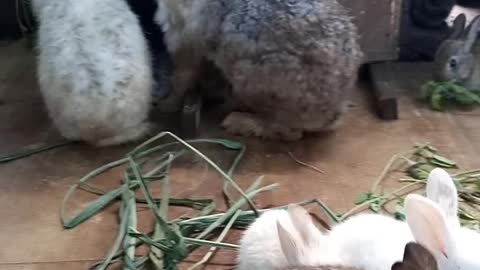 Breakfast time for my bunnies 🐇