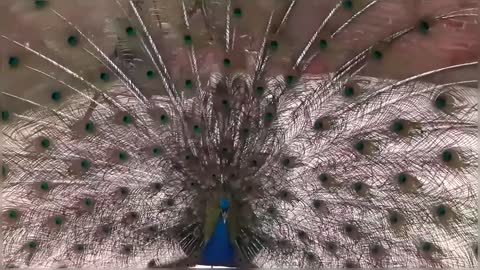 Peacock Dance Display Compilation Video