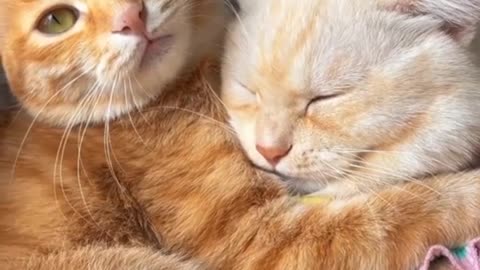 Cat cuddle