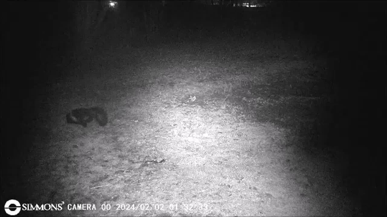 Backyard Trail Cams - Skunk