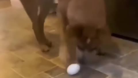Duck Duck Go