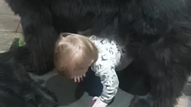 Adorable baby tries to navigate around a huge pack of Newfoundland dogs in his kitchen