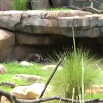 Disney World Animal Kingdom Tour 2018