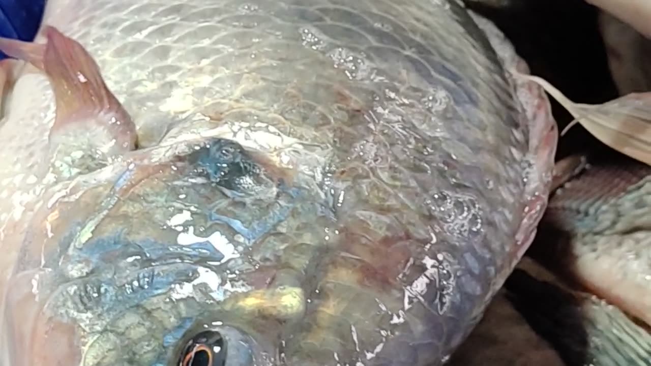 Big Tilapia Fish Video In BANGLADESH fISH MARKET#SHORTS