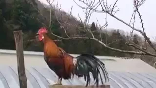 Try not to laugh 😂 funny crazy rooster