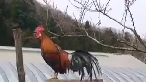 Try not to laugh 😂 funny crazy rooster