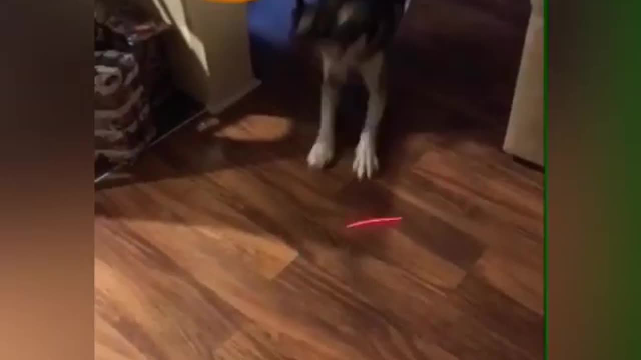 Hilarious Husky with laser