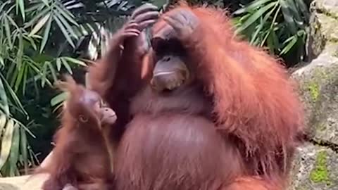 The girl accidentally dropped her glasses in a cage with monkeys