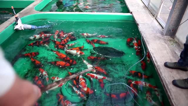 What is it like to buy koi in Japan-