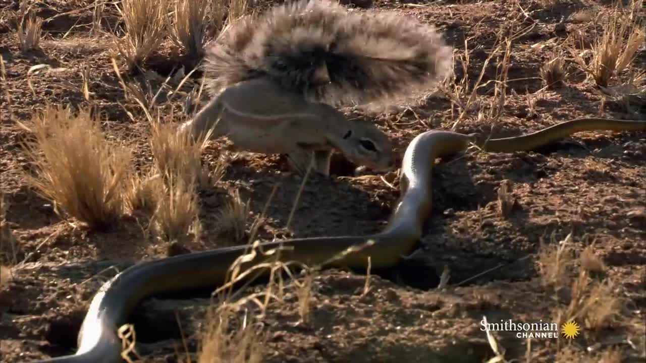 Mongoose Vs. Cobra | Smithsonian Channe