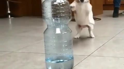 Funny animal videos|Cute animal videos |Funny dog&cat videos|Hilarious pet videos|Funny video