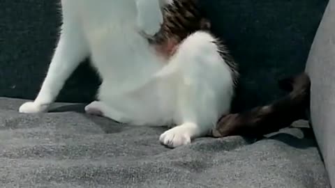 1 year old cat discovers tail for the first time 😂
