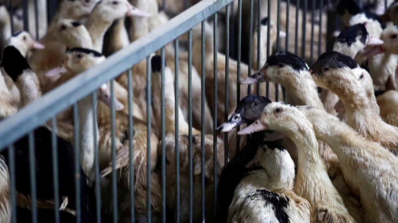 Bird flu alarm drives world towards once-shunned vaccines