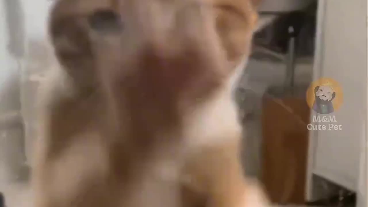 #cat #funny