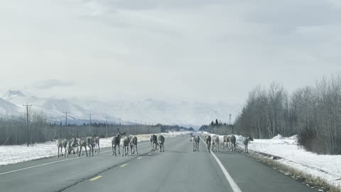 Reindeer we saw in Tok, Alaska