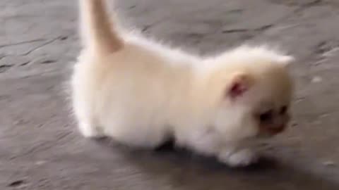 Cute kitty walking on the road