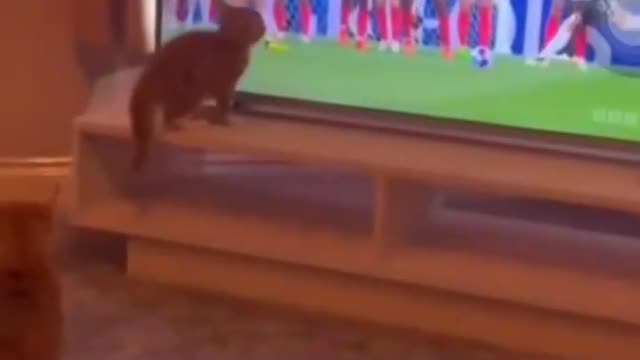 cat trying to catch football on tv funny clip