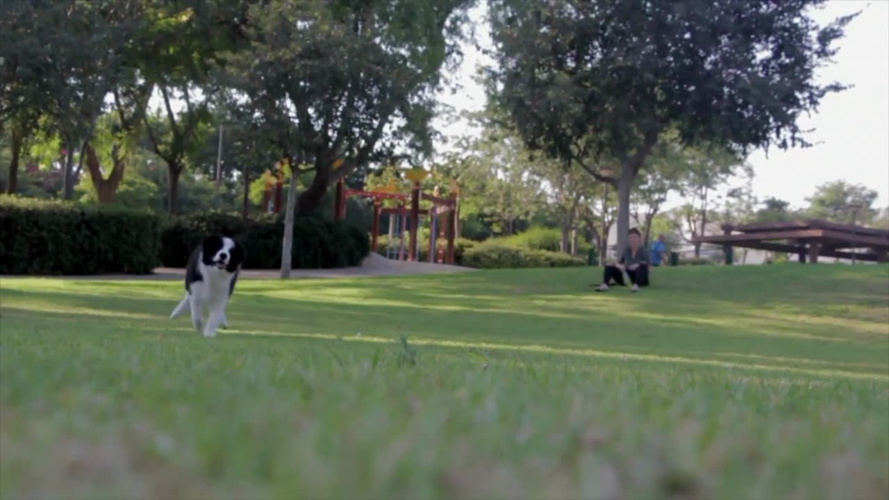 Puppy playing at the park.