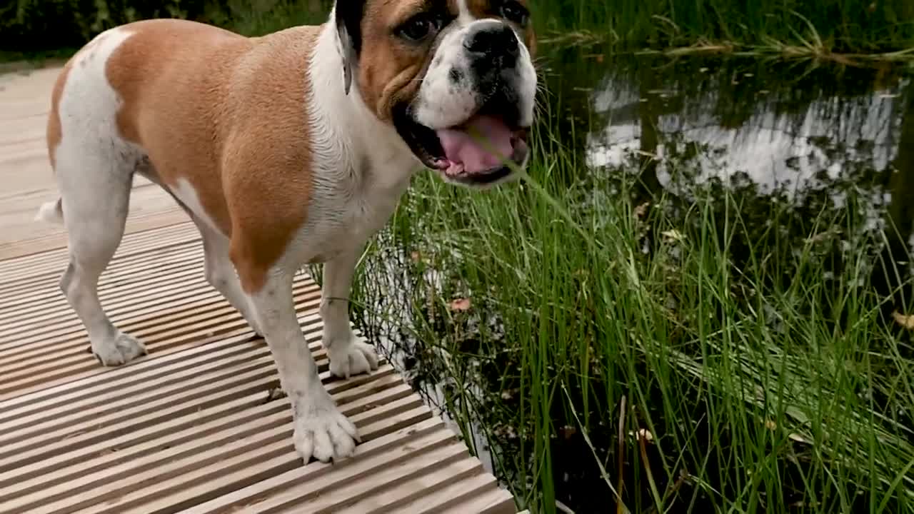 Masha Bulldog Continental Nancy Jardin d'eau