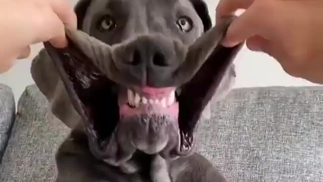 Great Dane Video 28