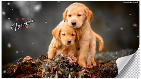 ||••💕Love 😘 forever cute Couple Dog 🐶whatsapp status 💕••|| 4K HD status #