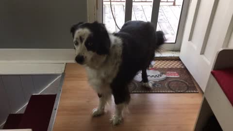 Australian Shepherd Sings The Blues