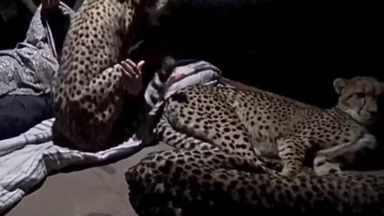 A cheetah family sleeping with a forest ranger #shorts #shortvideo #video #virals #videoviral