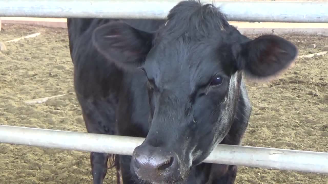 Wai'anae, HI — Naked Cow Dairy Farm and Creamery #1