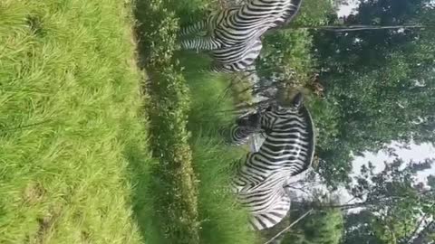 Zebra's family of three