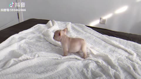 Tik Tok Puppies 🐶 Cute and Funny Dog Videos Compilation
