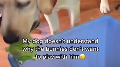 When our first dog started playing our bunnies.... The bunnies did not enjoy that 😞