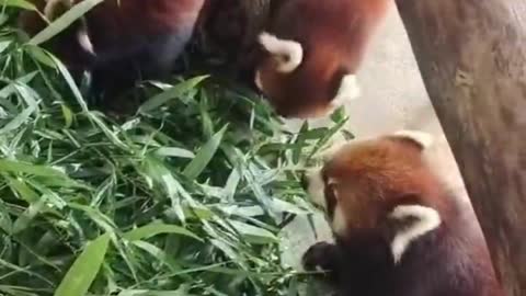 Red pandas and giant pandas