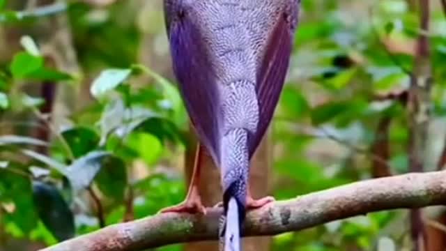 The world's most expensive bird sound |keluarga Bin4l part 26|