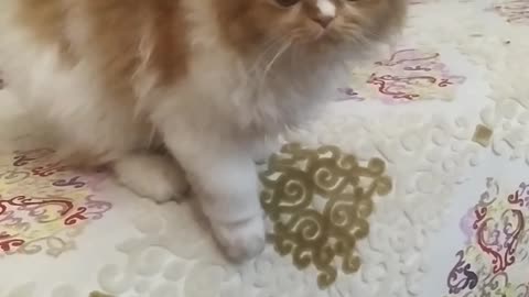 A lovely cat is learning to jump