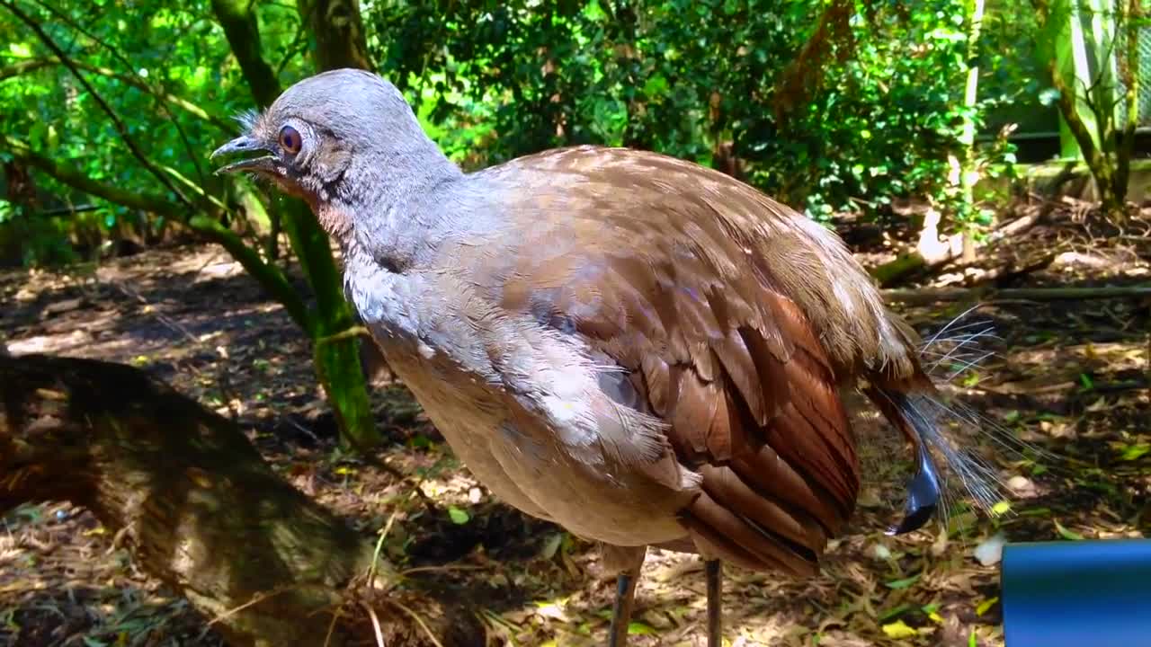 The Amazing Lyrebird_ The Best Songbird 😍😍🐦