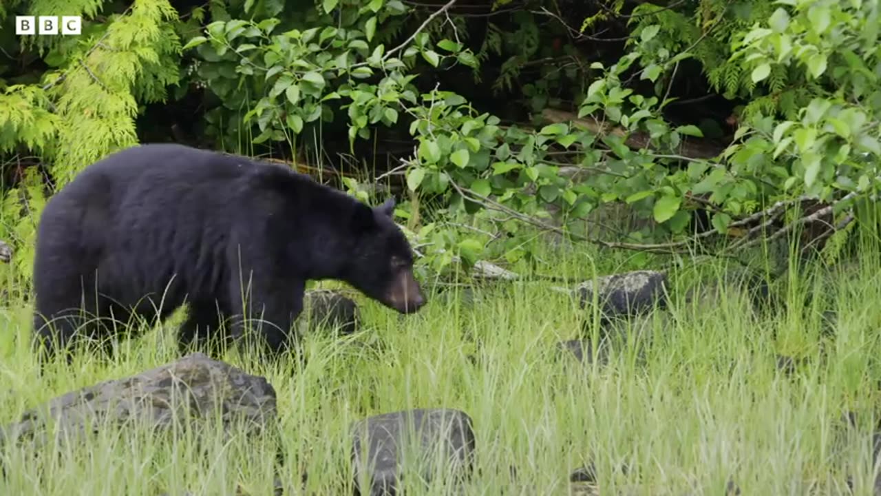 Mothers of the Animal Kingdom | BBC Earth