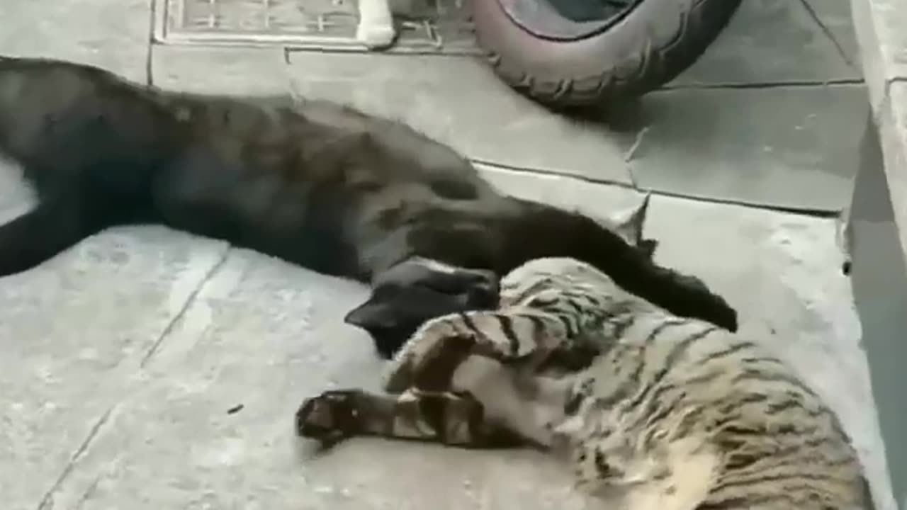 Cat funny video (part 6)