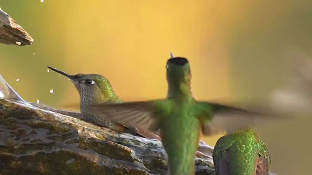 Humming birds bath in watering #