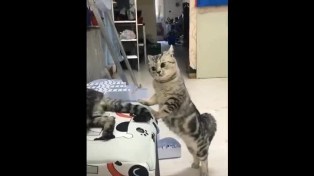 Funny cat, I hope it doesn't make you chuckle 😂