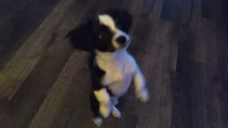 4 month old puppy learns to dance and sit!