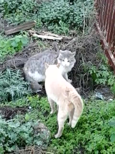 Cat Fight over territory.